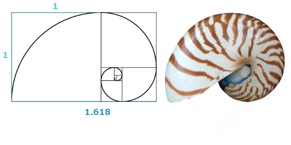 黄金長方形と貝殻螺旋