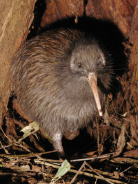 ニュージーランド 国鳥のキーウィ